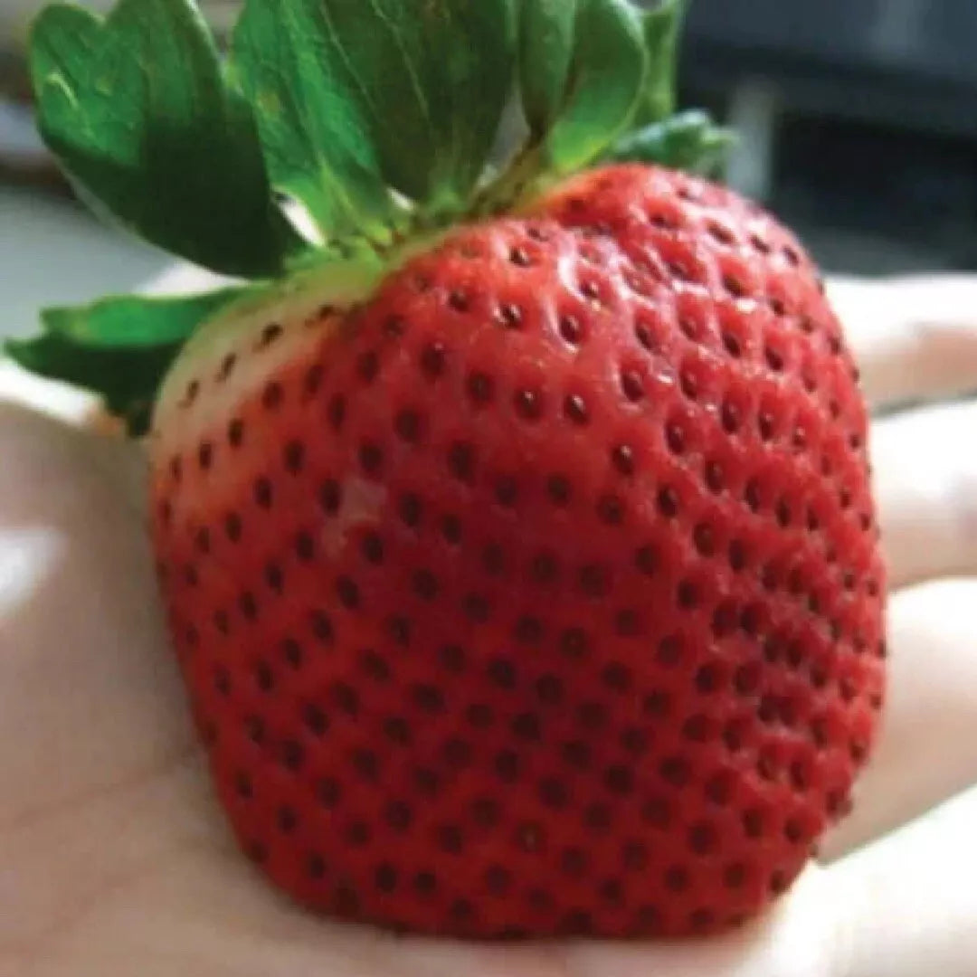 Giant Strawberry Seeds 10 | Junebearing Fragaria spp. | USA