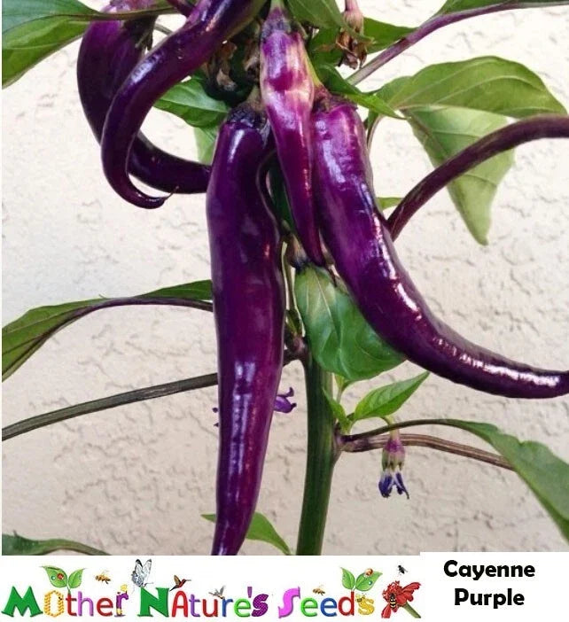 Cayenne Purple Hot Pepper Seeds - Non-GMO Capsicum Annuum for Spicy Cuisine, 60 Seeds