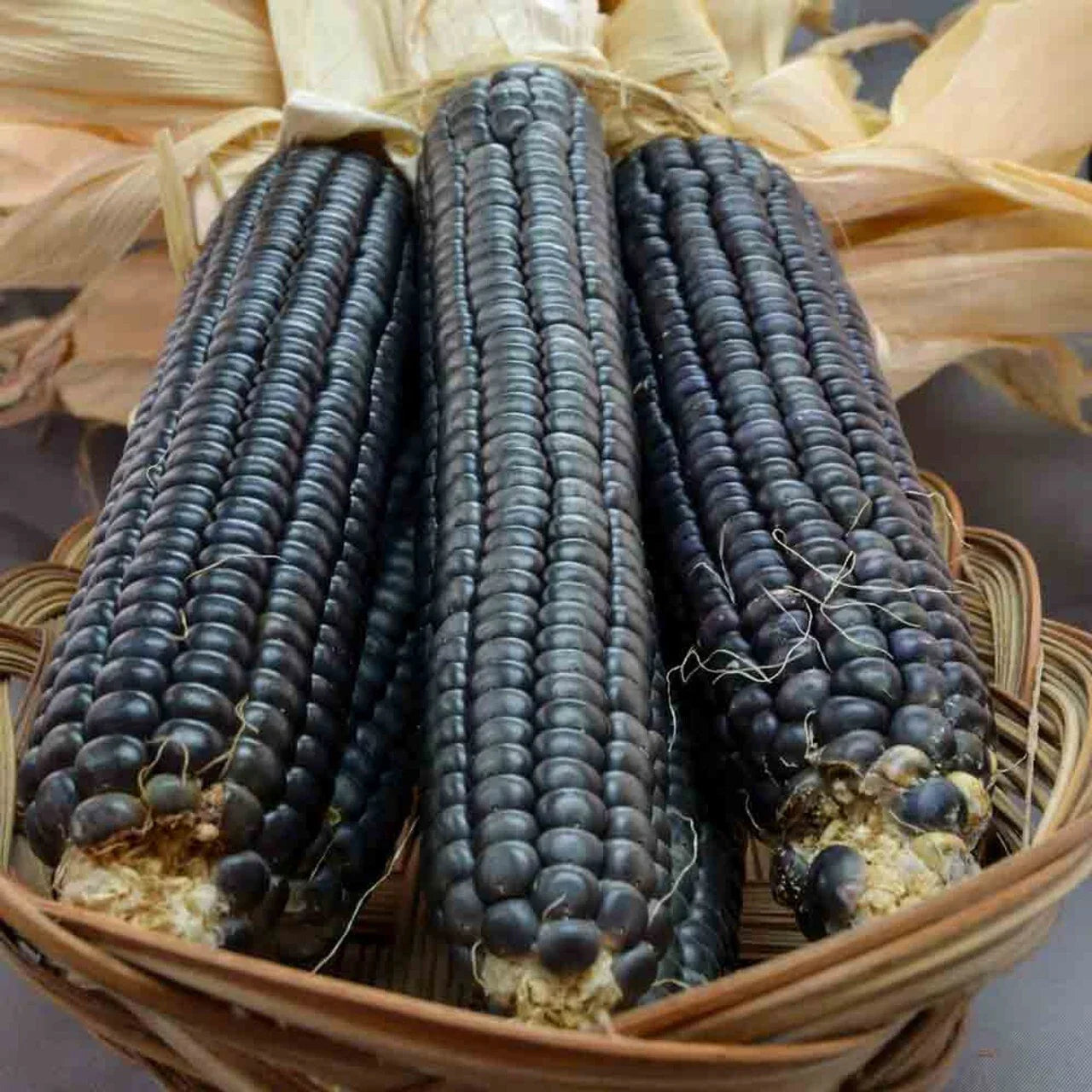 Hopi Blue Corn Seeds - 120+ Heirloom Organic Non-GMO - Zea mays