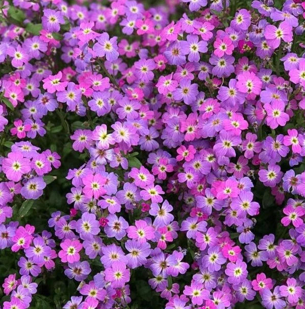 Virginia Stock Seeds - 2000+ Malcolmia maritima Purple Annual Flower Seeds for Garden, Borders & Containers