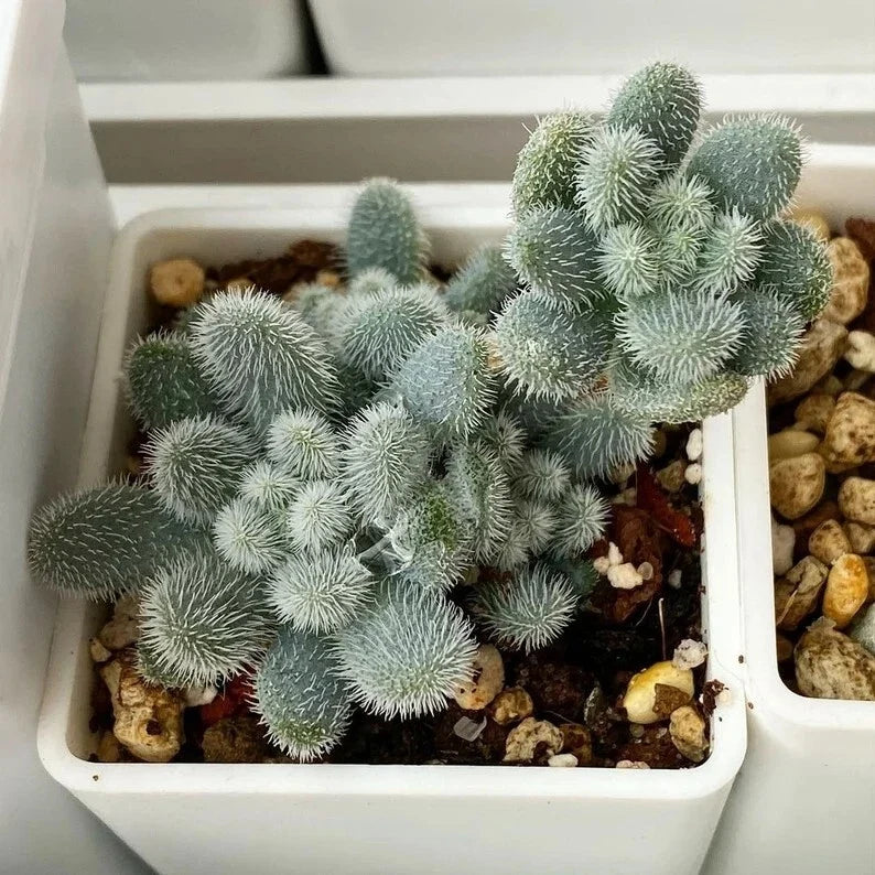 Succulent Seeds Pack 100pcs Sedum mocinianum Fuzzy Leaves Low-Growing Indoor Outdoor Plant