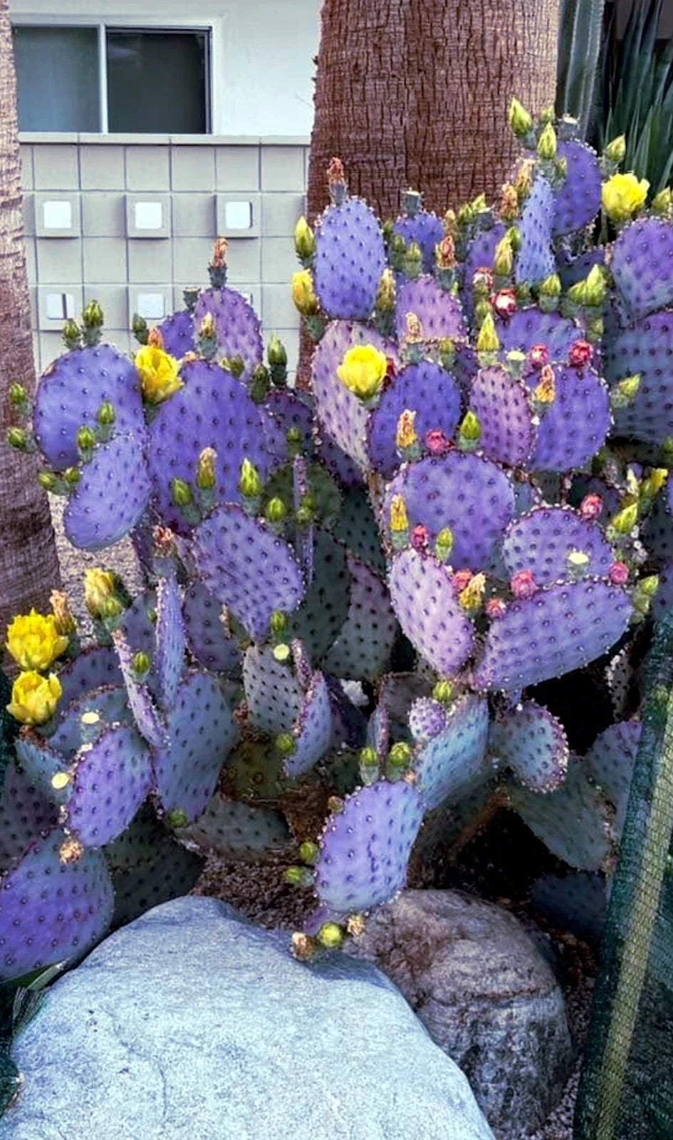 Purple Cactus Seeds - Opuntia Santa Rita Prickly Pear Fruit - Drought-Resistant, Hardy, Fast-Growing, 20 Pack