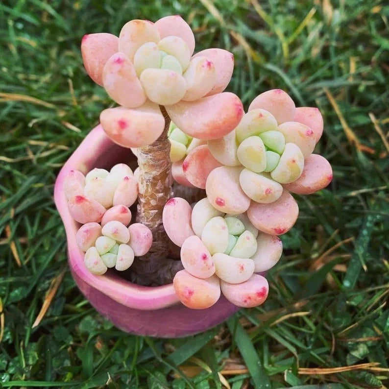 Succulent Seeds 100 Pack - Tiscalatengo Gorge Sedum - Drought-Tolerant Ground Cover Plant - Sedum spp.