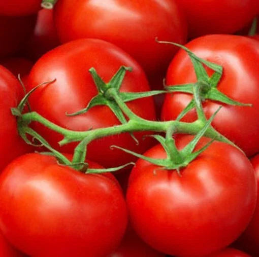 Moneymaker Tomato Seeds 50 Ct Heirloom Non-GMO Vegetable Garden Seeds USA