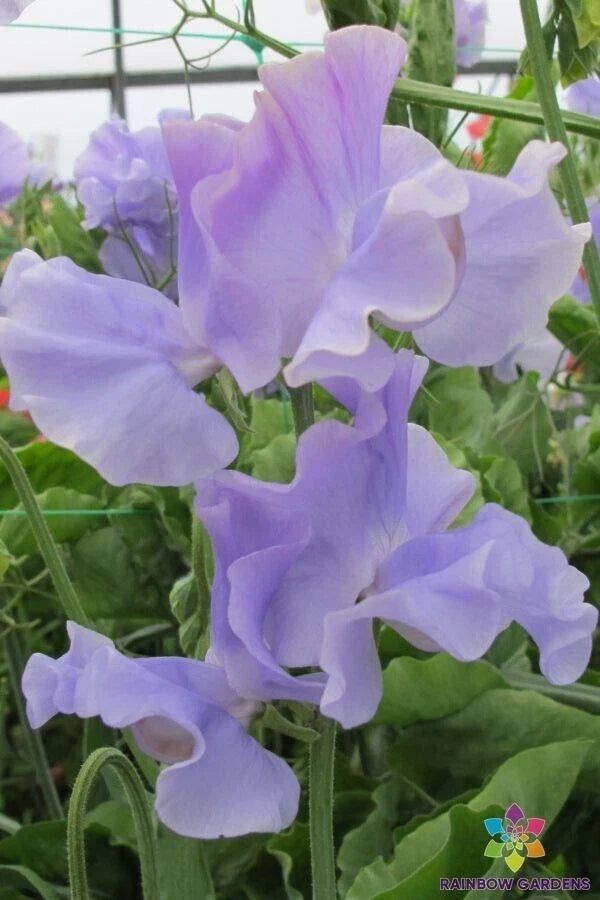 Charlie's Angel Sweet Pea Seeds - Garden Flower Seeds for Planting, Lathyrus odoratus, Climbing Vine, Fragrant Blooms, 50 Seeds