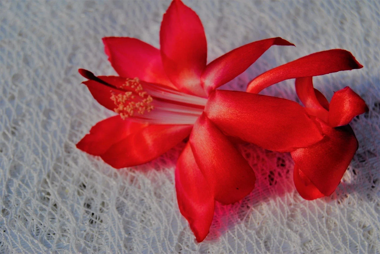 Christmas Cactus Starter Plant - Big Red Schlumbergera Truncata - Well-Rooted Succulent for Indoor Decor