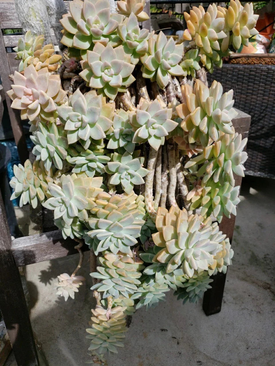 Hanging Succulent Cuttings 5 Pack - Assorted Rootless Varieties for DIY Planters and Decor