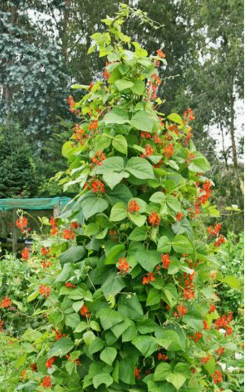 Scarlet Runner Pole Bean Seeds - 50 Count - Phaseolus coccineus - Edible & Ornamental Climbing Vine