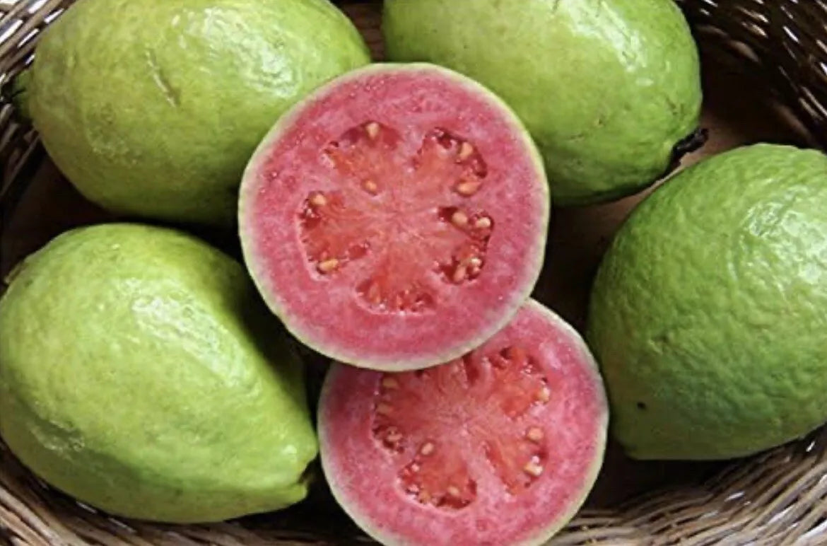 Mexican Pink Guava Seeds - Organic Non-GMO Psidium guajava Fruit Seeds for Home Gardening
