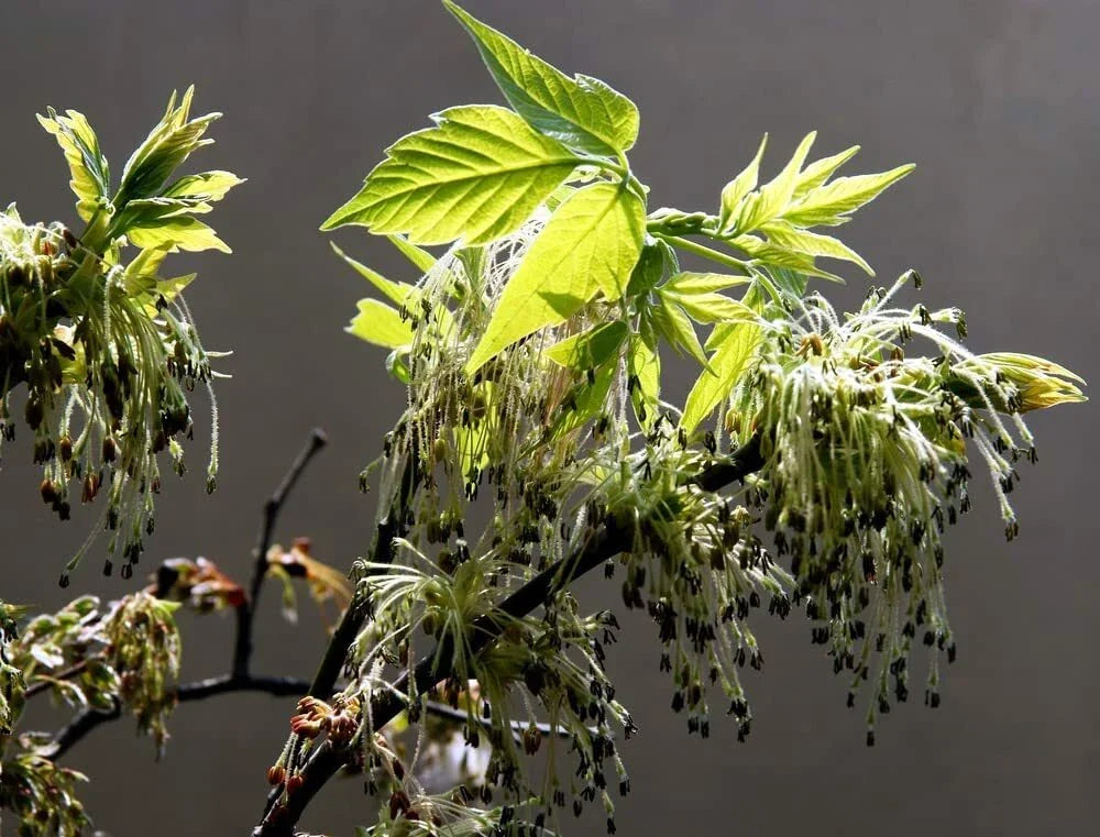 Boxelder Maple Tree Seeds - 30 Acer Negundo Seeds for Planting - Ships from Iowa