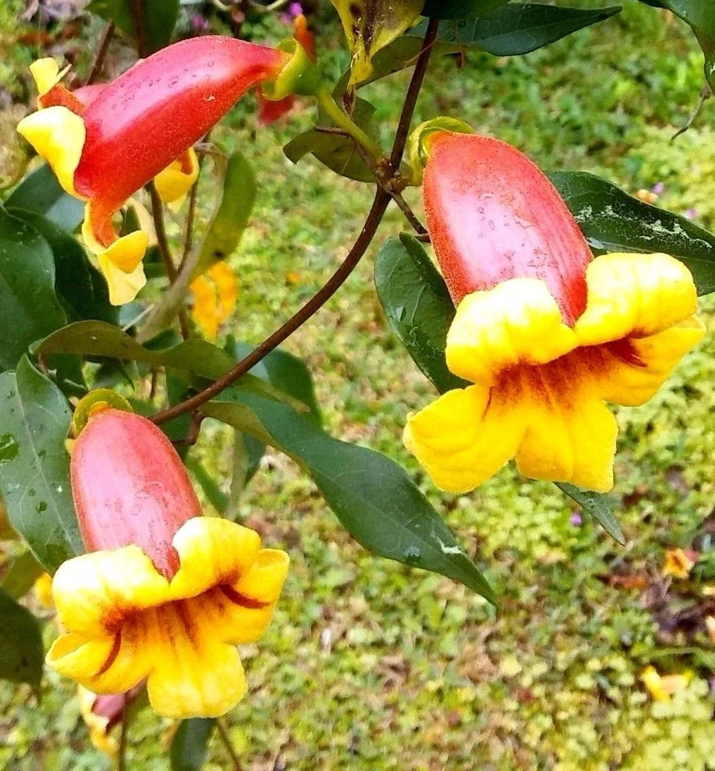 Live Plant - Tangerine Beauty Bignonia Capreolata Climbing Vine with Yellow-Orange Flowers, Drought-Tolerant, Full Sun to Partial Shade