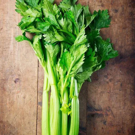 Utah Celery Seeds - 3000 Non-GMO Apium graveolens Seeds - USA Seller