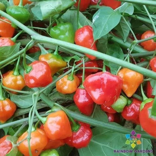 Rocotillo Chile Hot Pepper Seeds - 25+ Pack - Capsicum chinense - USA Grown