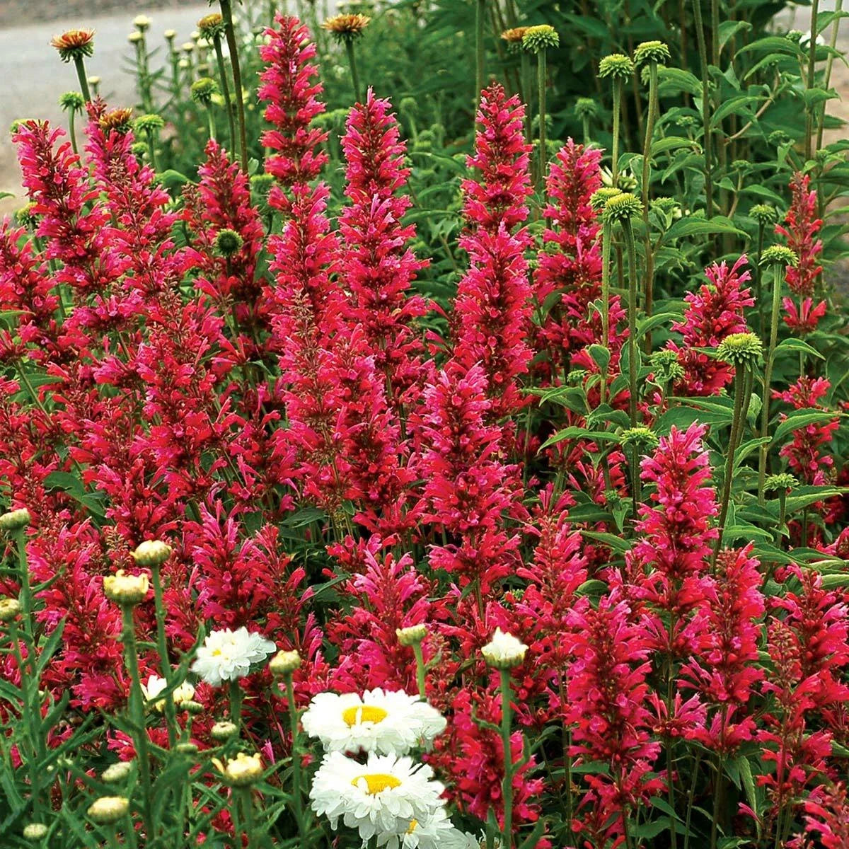 Raspberry Hyssop Seeds - Perennial Agastache Rugosa - Aromatic Flower Seeds for Pollinators - 100 Pack