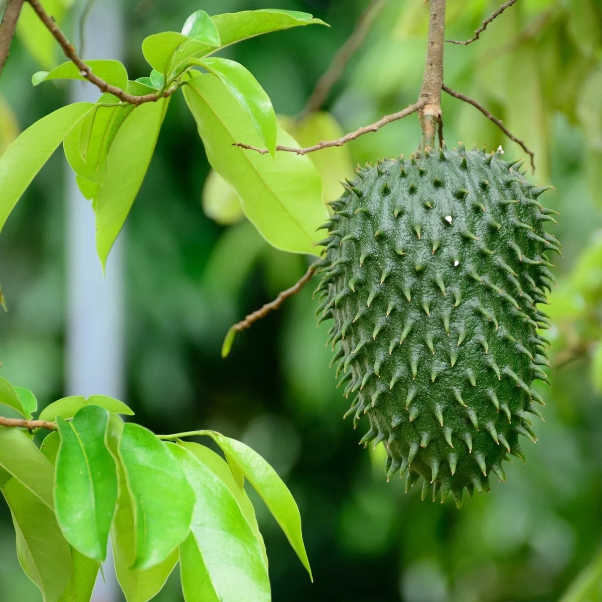 Soursop Tree Live Plant in 3-Inch Pot, Annona muricata, Tropical Fruit Tree, Indoor/Outdoor, Exotic Fruit Plant