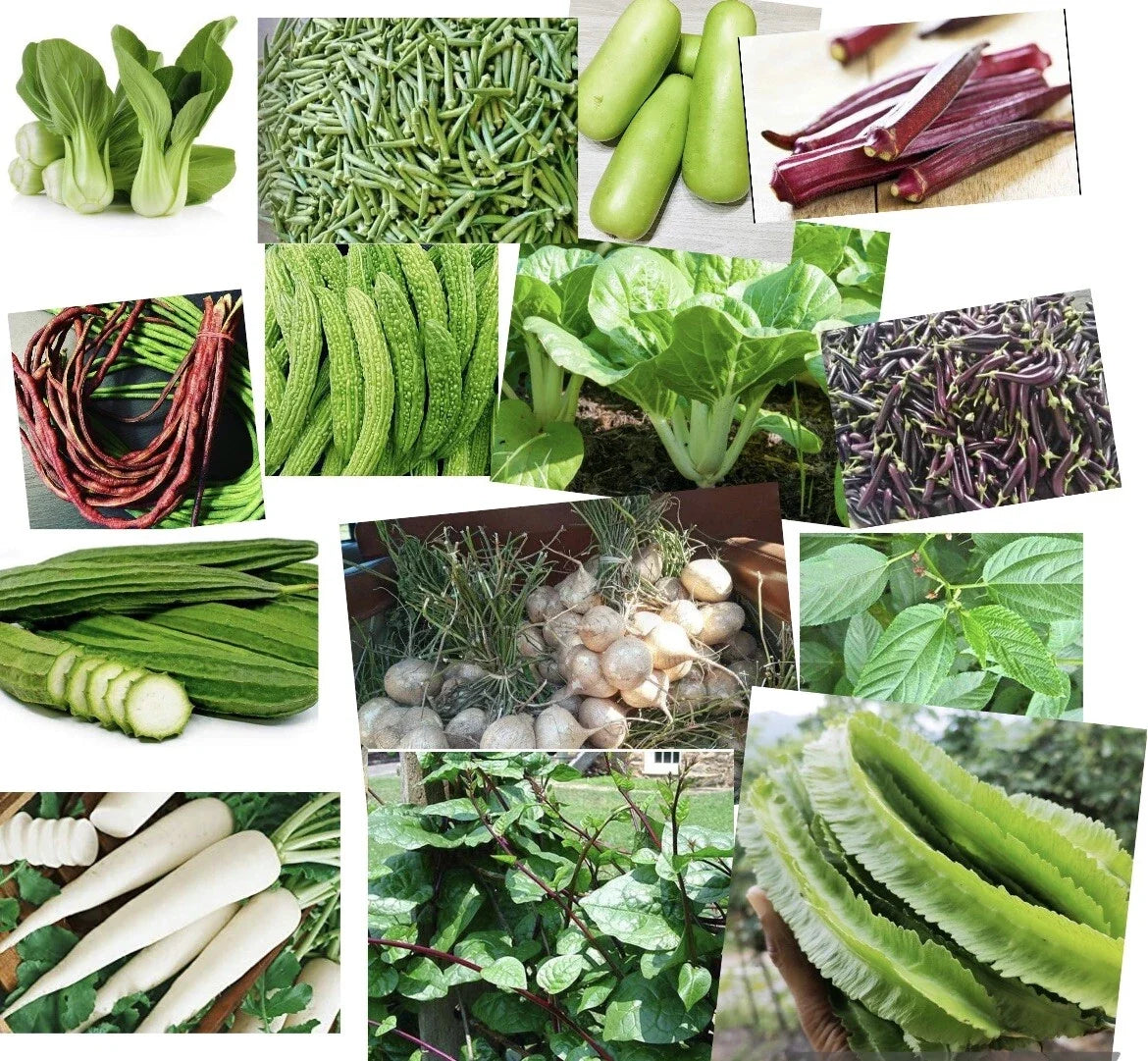 Asian Vegetable Seeds Packets – Variety Mix, Heirloom, Non-GMO, Organic, for Home Garden and Urban Farming