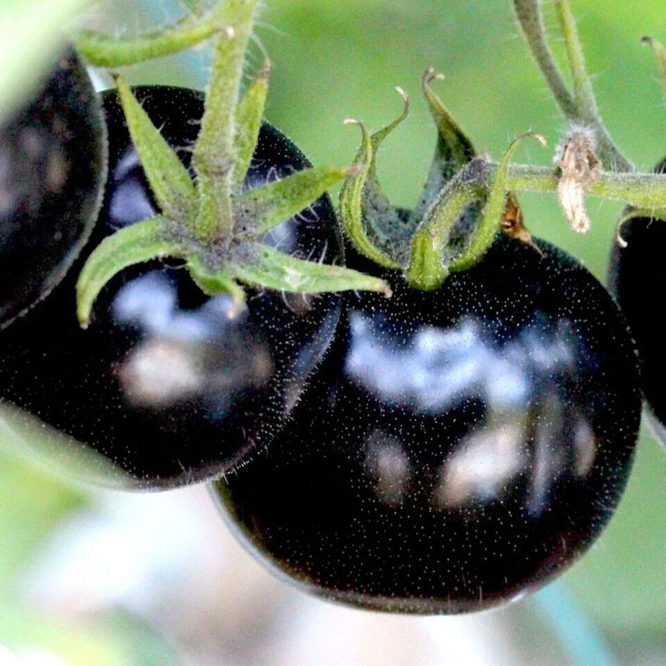 European Black Cherry Tomato Seeds - 30+ Heirloom Non-GMO Sweet Tomatoes for Home Gardening