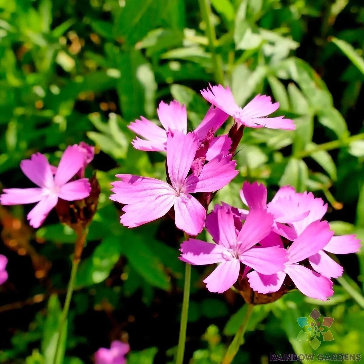 Carthusian Pink Carnation Seeds - 200+ Dianthus carthusianorum Garden Planting, Pink Fragrant Flowers, Attracts Pollinators