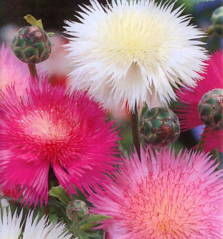 Sweet Sultan Seeds 100 Pack - Fragrant Cut Flower Centaurea moschata