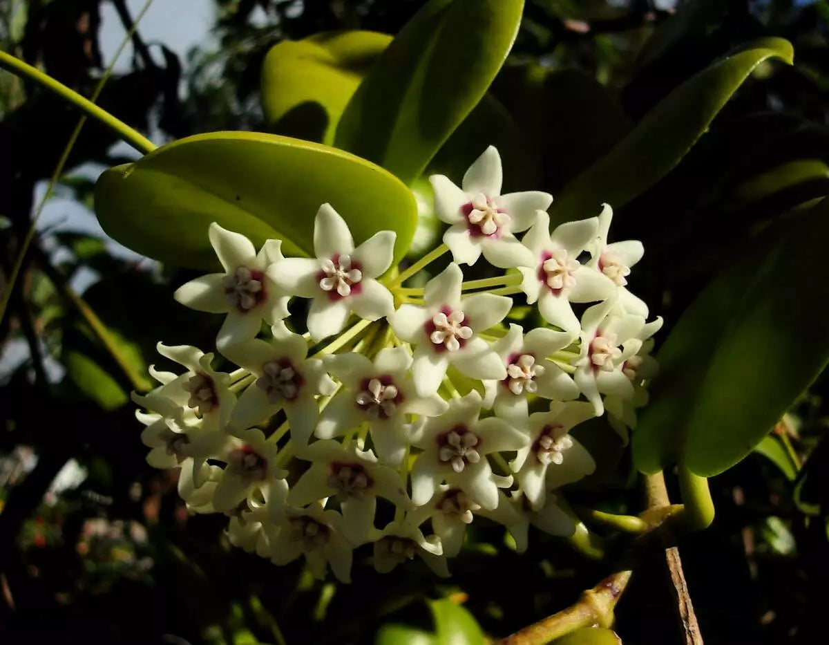 Hoya Australis Wax Flower Vine Starter Plant - Indoor Tropical Climbing Vine