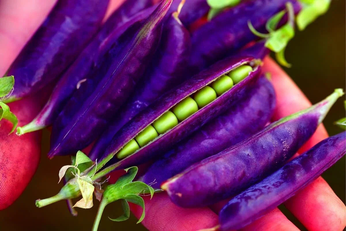 Purple Pod Pea Seeds - 15 Heirloom Non-GMO Vining Seeds for Early Harvest - Pisum sativum