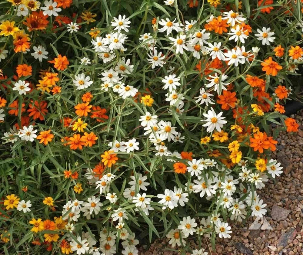 Zinnia Seeds Mix - 100+ Linearis Variety for Garden Planting - Zinnia elegans - Vibrant Flower Colors