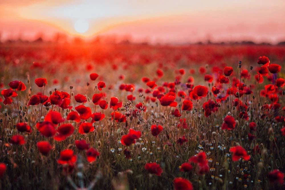 Red Poppy Seeds 600 Pack - Papaver rhoeas Flower Garden Seeds for Borders & Wildflowers