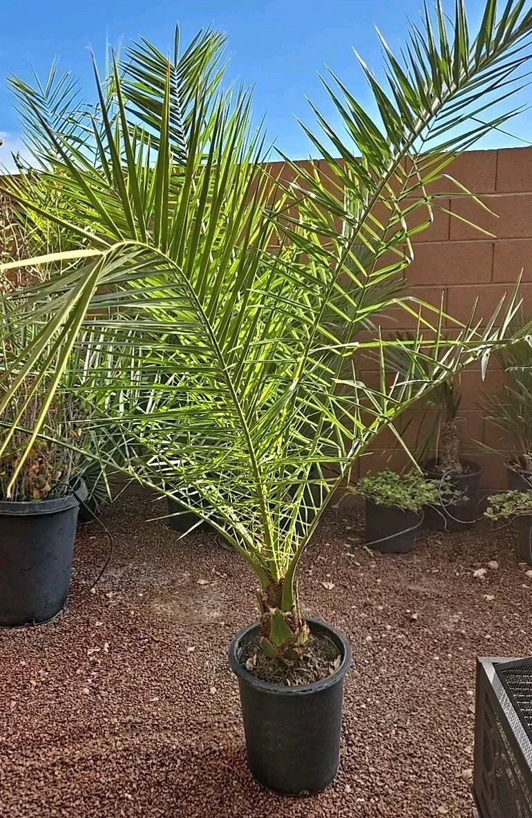 Canary Island Date Palm Tree 52+ inches Phoenix Canariensis 10+ Years Tropical Indoor Outdoor Plant