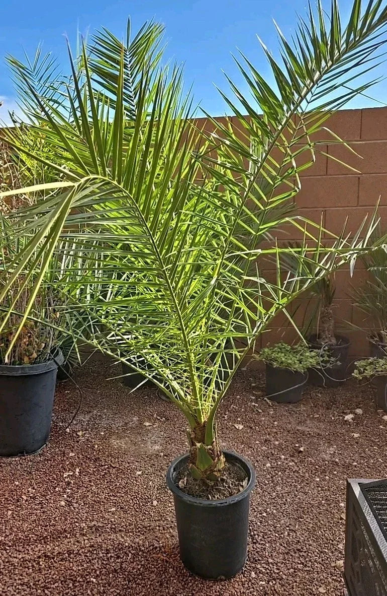 Canary Island Date Palm Tree Potted 52+ Inches Phoenix Canariensis Tropical Indoor Outdoor Plant