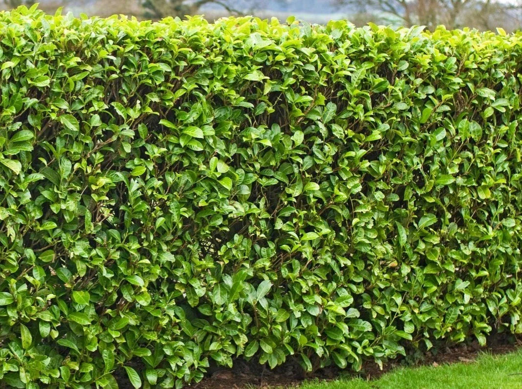 20 Cherry Laurel Cuttings 6-8" | Fresh Prunus laurocerasus Shrubs for Hedges & Privacy Screens
