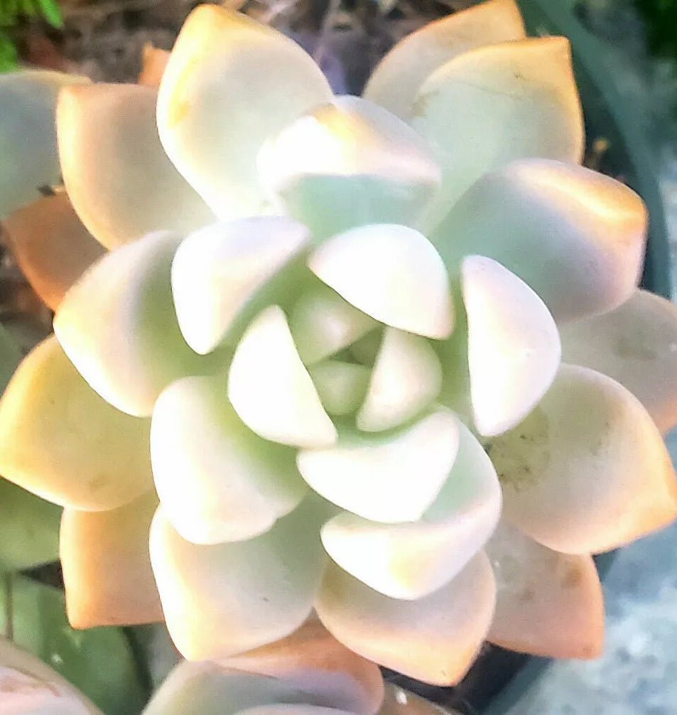 3" Unrooted Graptopetalum Paraguayense Cuttings - Ghost Plant Succulent