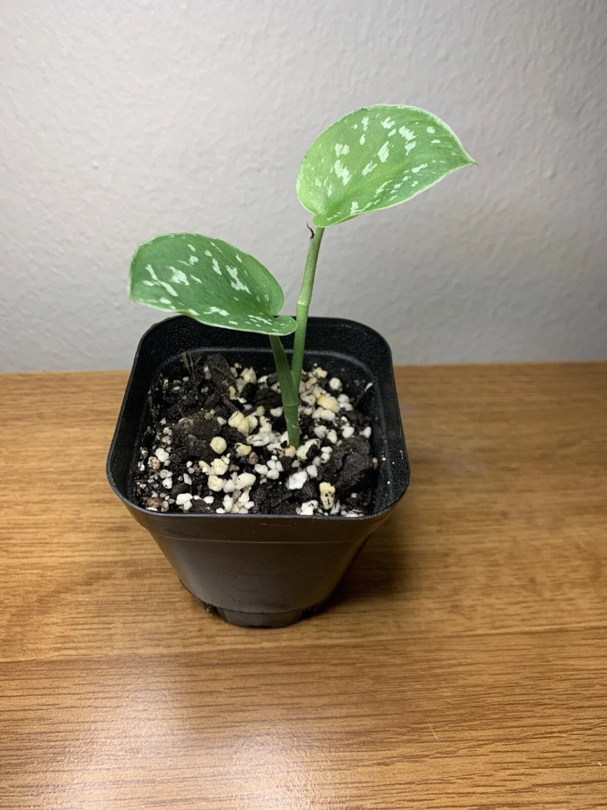 Satin Pothos Plant | Fully Rooted 2" Pot | Epipremnum aureum 'Satin' Indoor Houseplant