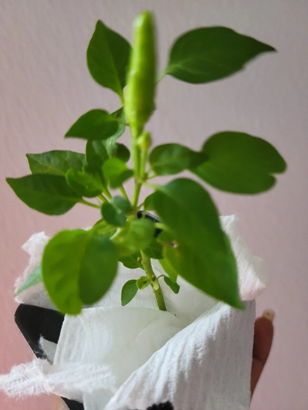 Super Chili Pepper Plant - 2.5" Pot, Early Hot Variety, Capsicum annuum, Compact Spicy Pepper for Containers and Gardens