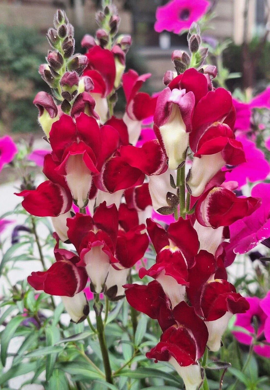 Snapdragon Seeds 203 Count - Deep Red with White Throat - Antirrhinum majus