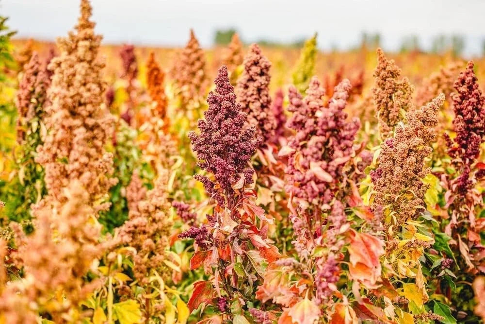 Rainbow Quinoa Seeds for Planting - 500 Seeds, Brightest Multi-Color Chenopodium quinoa, Full Sun, Easy to Grow