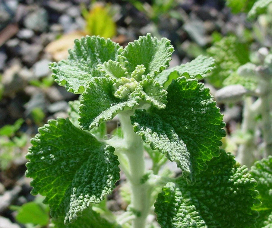 White Horehound Herb Seeds - 250 Pack | Marrubium vulgare Perennial Herb