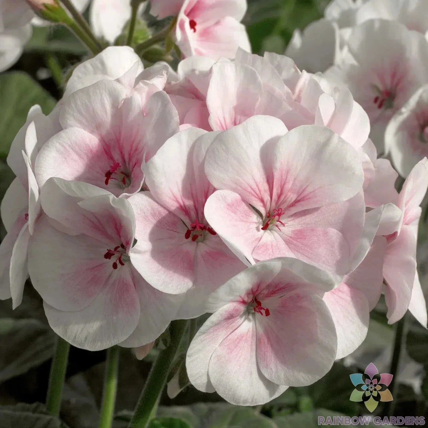 Maverick Appleblossom Geranium Seeds - Pelargonium x hortorum - Pink & White Blooms - Garden, Container, Hanging Basket Seeds