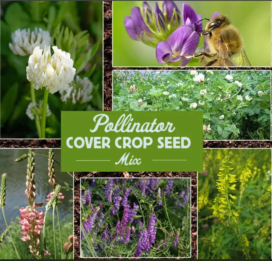 Wildflower Seeds Bulk Pack – Pollinator Cover Crop Mix for Bees & Butterflies – Native Wildflowers for Ground Cover & Ecosystem Support