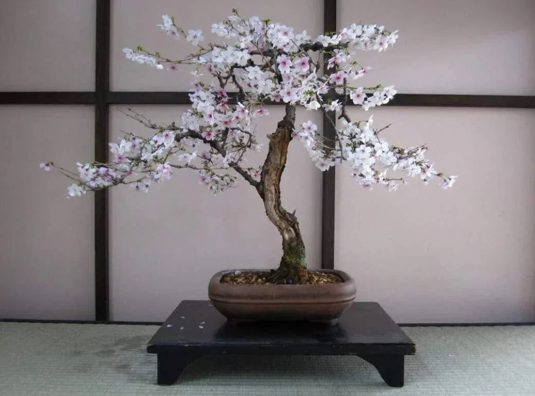 Bonsai Black Cherry Tree Seeds - Fruit Bearing Prunus serotina for Indoor & Outdoor Gardening - 20 Seeds