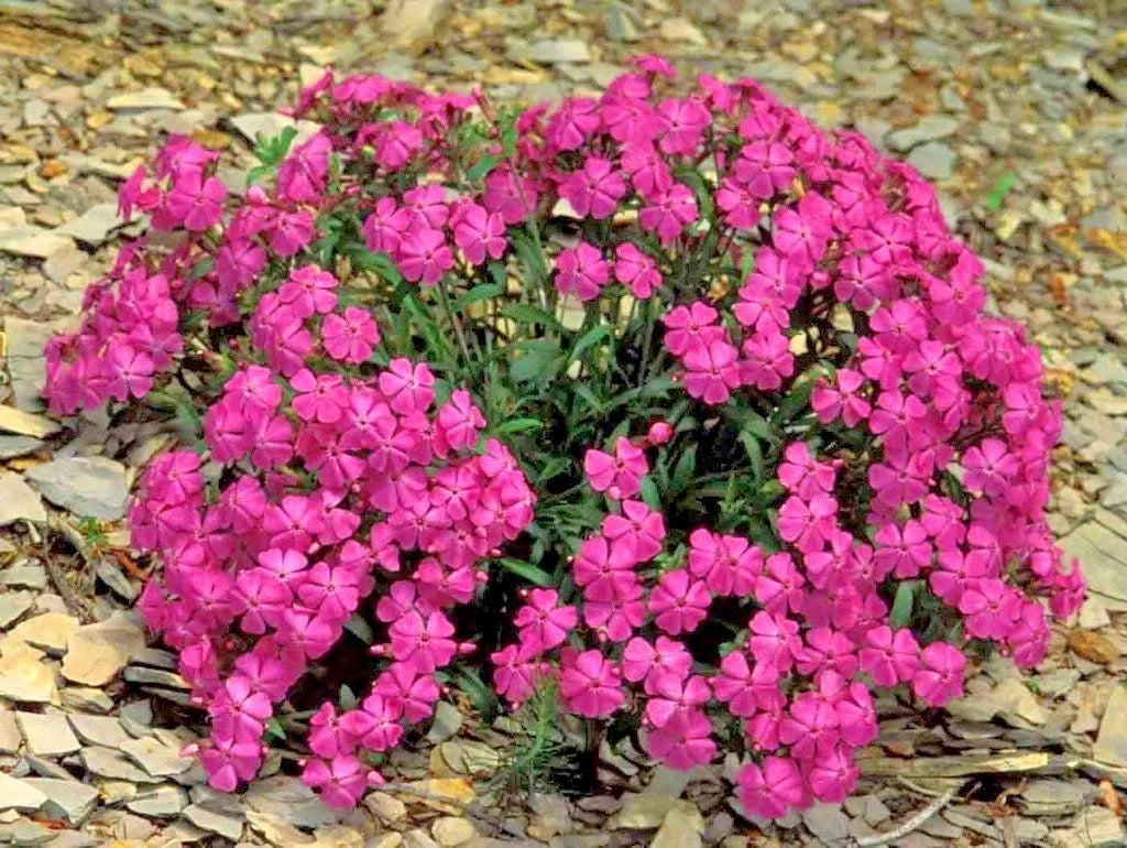 Catchfly Flower Seeds - Pack of Seeds - Pink to White Blooms - Silene gallica - Native Wildflower for Patio Containers