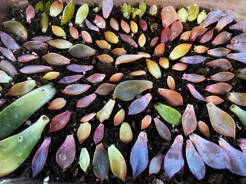 Assorted Succulent Leaves for Propagation - Variety Pack of Cuttings - Indoor & Outdoor Gardening - Free Shipping