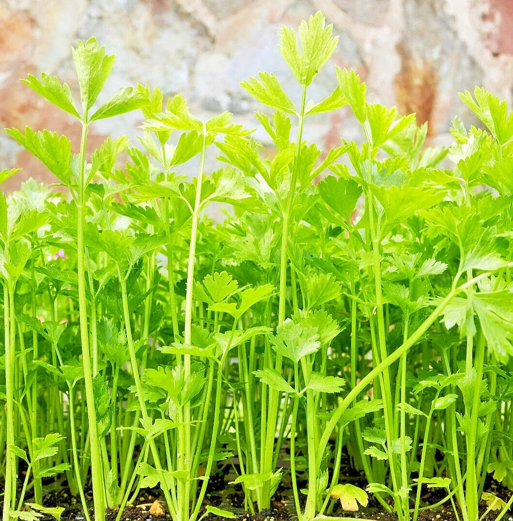 Bulk Celery Seeds - Microgreen & Vegetable Planting Pack - Apium graveolens, Non-GMO, Heirloom, Indoor & Outdoor Gardening