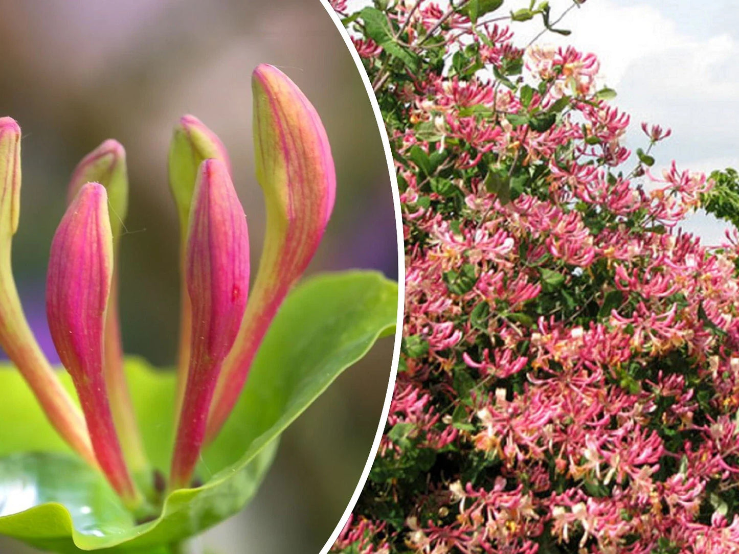 Pink Honeysuckle Seeds, Climbing Vine, Lonicera hispidula, Fragrant Pink Flowers, Garden Trellis & Fence, 10 Seeds