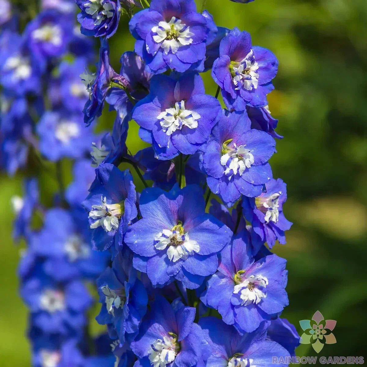 Delphinium Seeds - Magic Fountains Dark Blue & White Bee Variety - Over 200 Seeds - Delphinium elatum