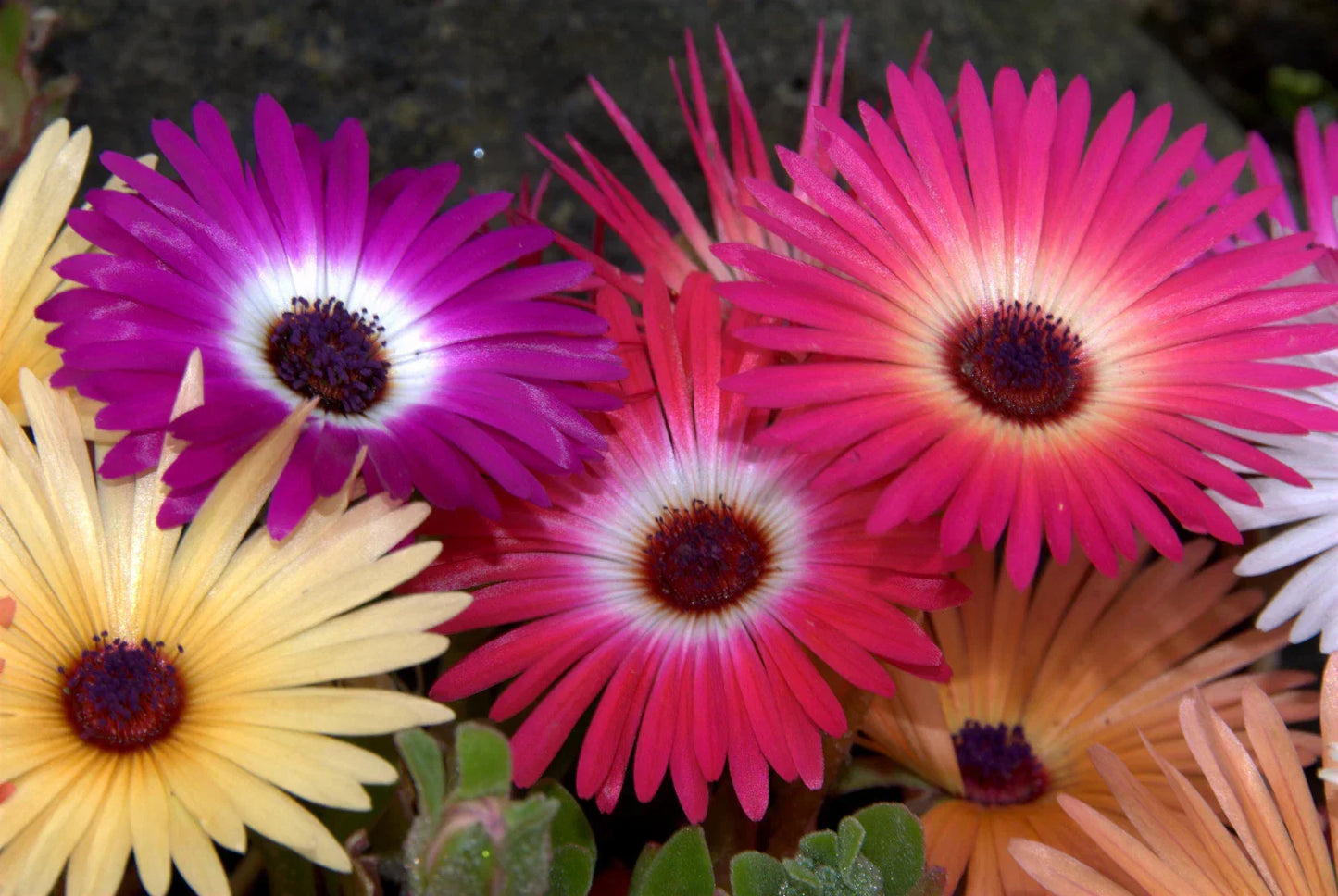 Ice Plant Seeds 1430 Count - Mesembryanthemum Crystallinum - Livingstone Daisy Bulk Pack