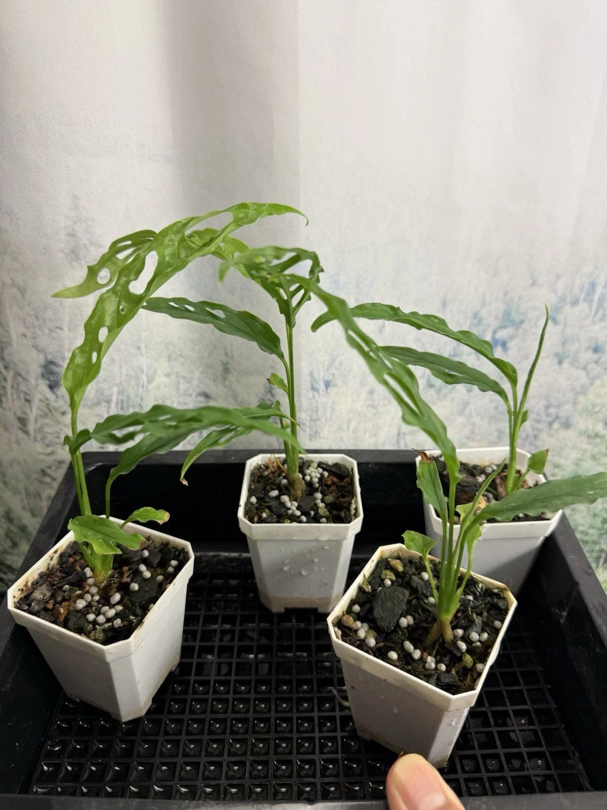Monstera obliqua ‘Peru’ Small Live Plant Rare Tropical Indoor Foliage Easy Care Greenery