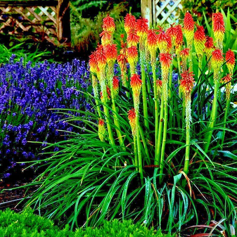 Rare Dwarf Fire Dance Torch Lily Seeds - Kniphofia hirsuta - Hardy Perennial