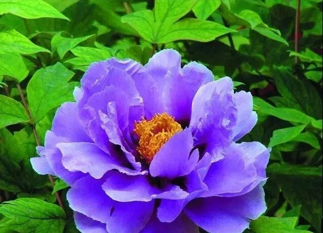 Peony Seeds 10pc Herbaceous Flower Garden Plant Paeonia spp. Exotic Variety, Fragrant Blooms, USA Seller Free Shipping
