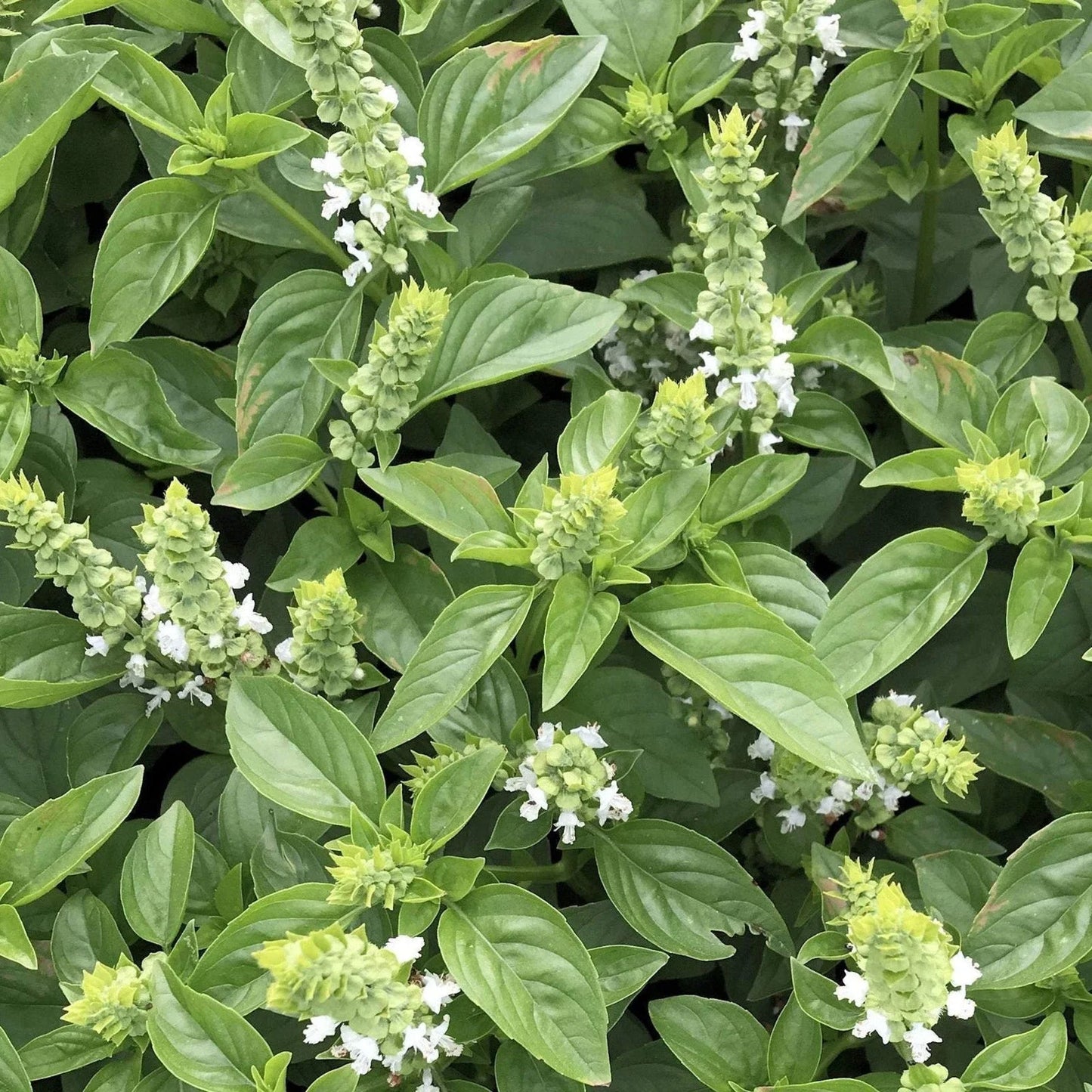 Lime Basil Seeds - Heirloom Culinary Herb - Ocimum Americanum - Aromatic Lime Basil Seeds for Cooking and Gardening