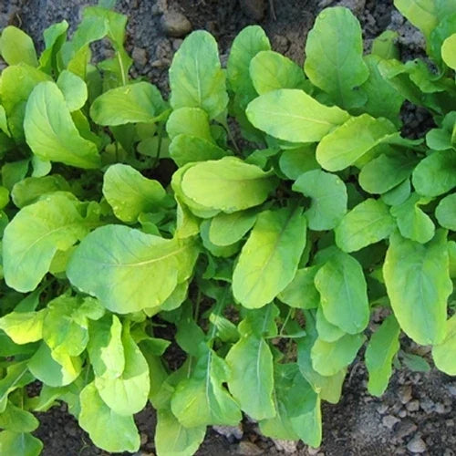 Arugula Seeds 750+ Count Organic Eruca sativa Roquette Herb for Culinary Gardening